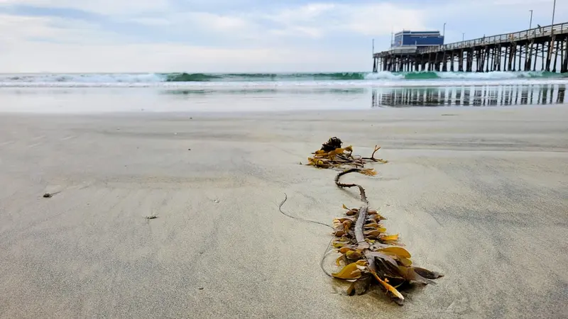 Coastal Foraging Nutrition Guide