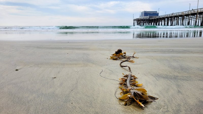 Coastal Foraging Nutrition Guide