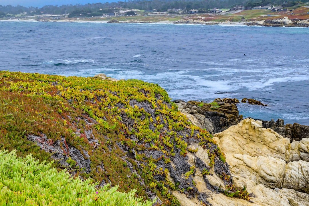 Scenic California coastline at low tide showing rocky tide pools with visible seaweed and marine life, morning light