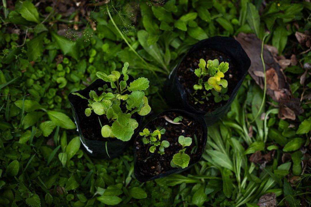 Collection of spring edible plants including miner's lettuce, wild mustard flowers, and nasturtium arranged on a wooden cutting board