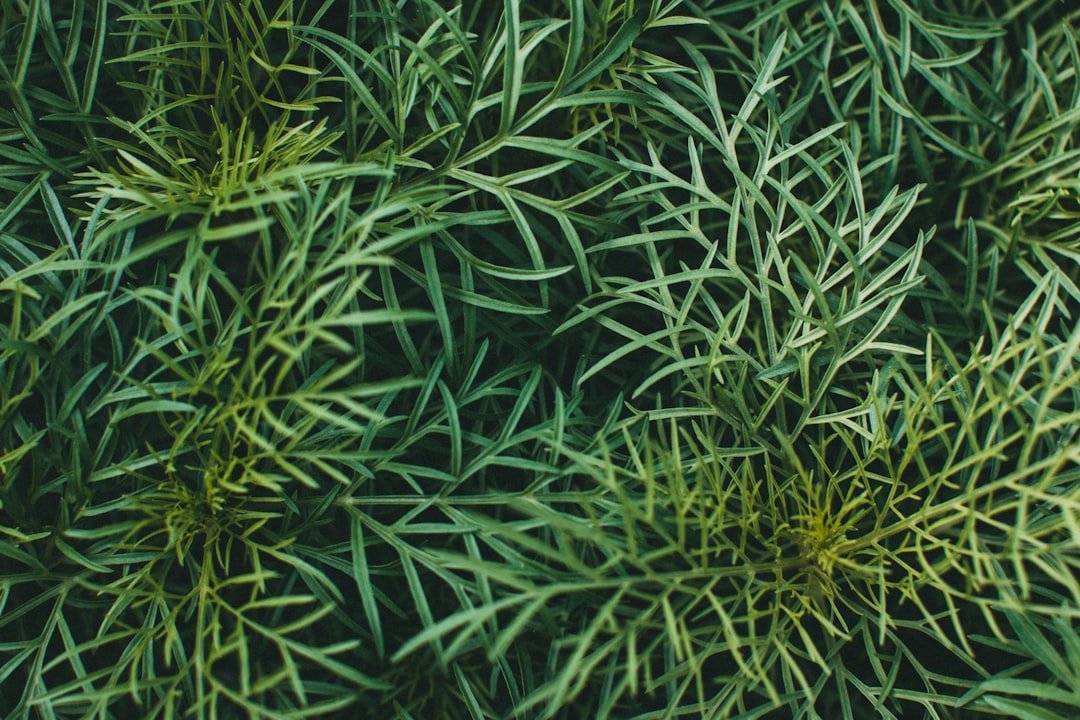 Side-by-side comparison of poison hemlock and wild fennel plants showing distinguishing features like stem patterns and leaf shapes